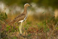 Dytik dvoupruhy - Burhinus bistriatus - Double-striped Thick-knee 3318